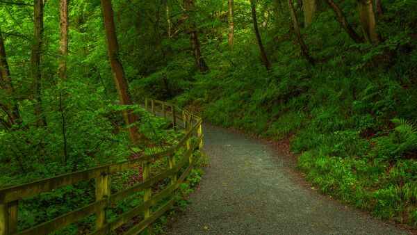 Δασικό μονοπάτι με ήρεμη, πράσινη ατμόσφαιρα